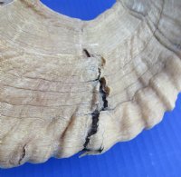 Sheep Horns, Ram Horns  20 to 22 inch (1 pc, 8 pc)