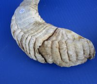 Sheep Horns, Ram Horns  20 to 22 inch (1 pc, 8 pc)