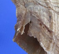 Extra Large Sheep Horns, Ram Horns 27 to 29 inch (1 pc, 6 pc)