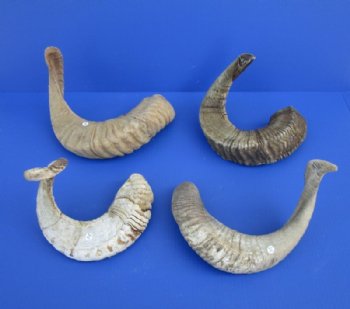 Sheep Horns, Ram Horns  20 to 22 inch (1 pc, 8 pc)