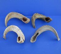 Sheep Horns, Ram Horns  20 to 22 inch (1 pc, 8 pc)