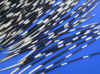 African thick porcupine quills wholesale 6 to 8 inches (Good Clean quills) - 50 pcs @ .95 each; 200 pcs @ $.85 each