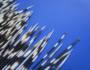 African thick porcupine quills wholesale 6 to 8 inches (Good Clean quills) - 50 pcs @ .95 each; 200 pcs @ $.85 each
