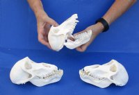 Wholesale Female African Chacma Baboon skull - $170.00 each; 3 or more @ $153.00 each (CITIES #P-000023748)