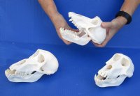 Wholesale Female African Chacma Baboon skull - $170.00 each; 3 or more @ $153.00 each (CITIES #P-000023748)