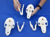 Wholesale Female African Chacma Baboon skull - $170.00 each; 3 or more @ $153.00 each (CITIES #P-000023748)