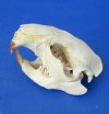 #2 Grade North American Beaver Skulls Wholesale (broken nose, minor discoloration, damaged eye sockets and damage to skull) You will receive skulls that look similar to those pictured for $18 each; 4 or more @ $16.00
