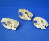 Grade 2 Damaged North American Beaver Skulls Wholesale - $18 each; 4 or more @ $16.00