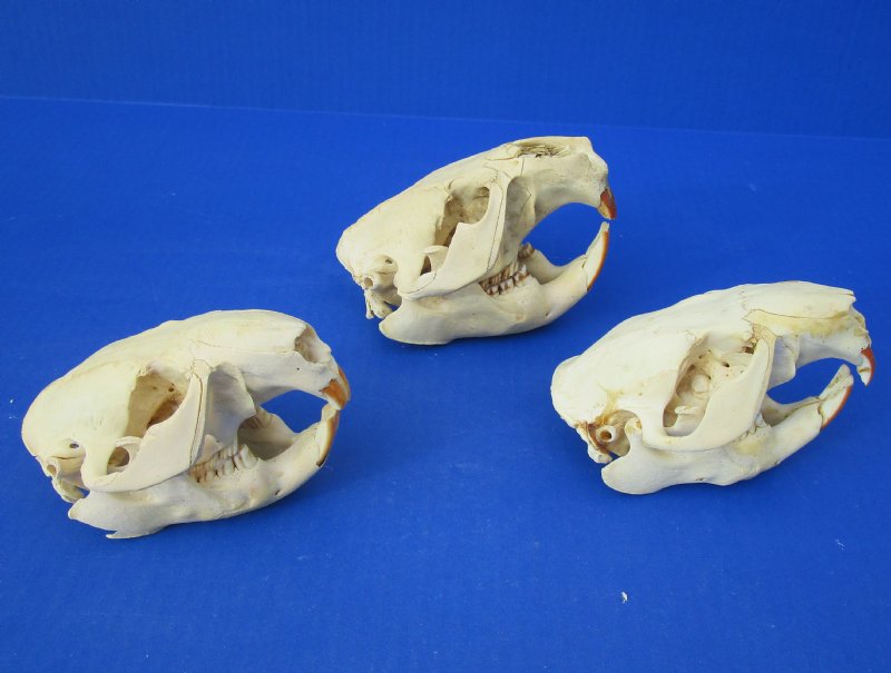 North American Beaver Skulls Wholesale