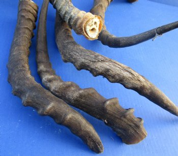 Wholesale B-Grade African impala horns with bone core - 5 @ $7.00 each;15 @ $6.00 each