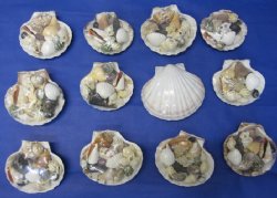 Wholesale Mixed Shells in Irish Baking Shells Gift Pack - 100 pcs @ $1.12 each