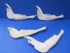 Wholesale Kudu Jaw bone (Tragelaphus angasi) 12" to 15" long commercial grade with natural imperfections - Packed: 2 pcs @ $8.50 each; Packed: 12 pcs @ $7.50 each