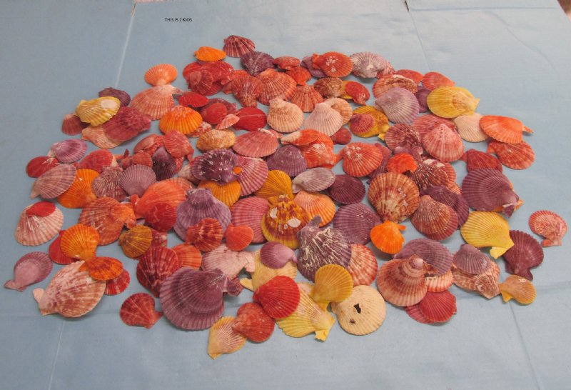 Wholesale colorful pecten nobilis shells in bulk kilo bags