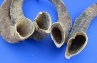 Wholesale Natural Goat Horns - 18 inches to 24 inches - 2 pcs @ $13.00 each; 8 pcs @ $11.50 each 