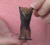 Wholesale Mummified hanging Clear-winged woolly bat (kerivoula pellucida) measuring 2-1/2 inches up to 3 inches - You will receive one similar to the one pictured for $14