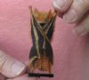 Wholesale Mummified hanging Painted woolly bat (kerivoula picta) measuring 2-3/4 inches up to 3-1/4 inches - You will receive one similar to the one pictured for $19