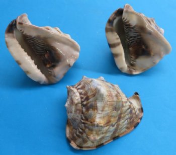 6 inches King Helmet Shells, Cassis tuberosa (2 pcs, 10 pcs)