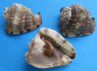 6 inches King Helmet Shells, Cassis tuberosa (2 pcs, 10 pcs)