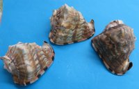 6 inches Wholesale King Helmet Shells for sale, Cassis tuberosa -  2 pcs @ $5.50 each; 10 pcs @ $4.75 each 