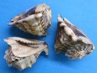 6 inches King Helmet Shells, Cassis tuberosa (2 pcs, 10 pcs)