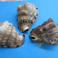 6 inches King Helmet Shells, Cassis tuberosa (2 pcs, 10 pcs)
