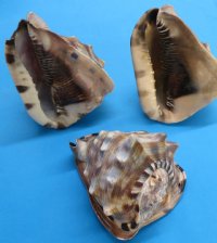6 inches King Helmet Shells, Cassis tuberosa (2 pcs, 10 pcs)