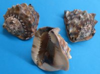 6 inches King Helmet Shells, Cassis tuberosa (2 pcs, 10 pcs)