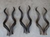 Wholesale Matching Pairs of African Kudu Horns to Make Shofar Horn 20 to 24 inches - $70/pair (You will receive matching pairs similar to those pictured)  