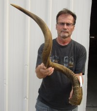 Extra Large Kudu Horns 45 inches and up