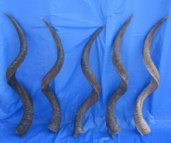 Kudu Horns Wholesale Priced