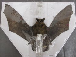 Wholesale Mummified Kuhl's pipistrelle bat with wing spread 6-1/2 to 7-1/2 inch - $40.00 each; 4 or more @ $36.00 each