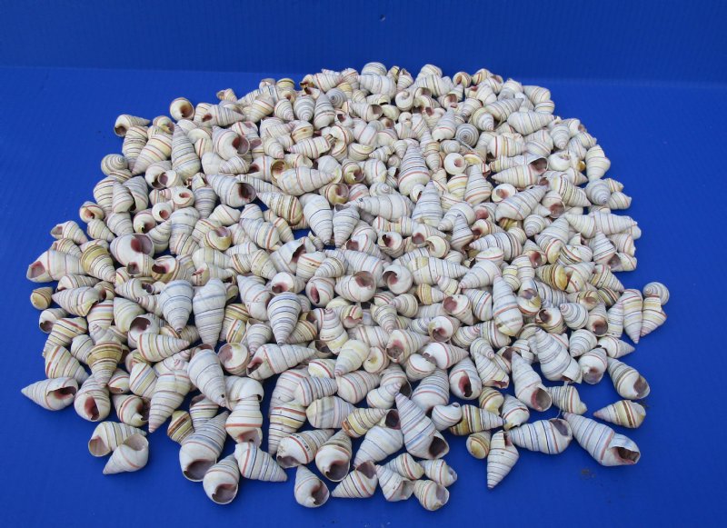 Wholesale Striped Tree Snails, Candy Cane Snail, Liguus Virgineus