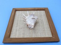 8" x 8" Wood framed lambis spider conch shell - 12 pcs @ $2.10 each  