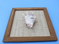 8" x 8" Wood framed lambis spider conch shell - 3 pcs @ $2.50 each 