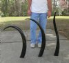 39 to 45 inches Polished Water Buffalo Horns Wholesale, Bubalus bubalis (We will select horns that look similar to those pictured)- $29.00 each