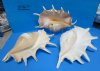 10 to 12-7/8 inches Large Giant Spider Conch Shells Wholesale -  Pack of 2 @ $9.00 ea; Pack of 6 @ $8.10 each