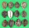3" to 3-3/4" Large Wholesale Tiger Cowrie Shells, Cyprae tigris from Africa - Case of 150 @ .51 each