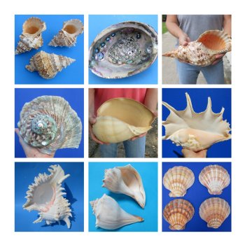 Large Seashells Hand Picked 