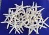 10 inches Up to 11-7/8 inches Wholesale Off White Large Finger Starfish, Pencil Starfish - Bag of 6 pcs @ $1.25 each 