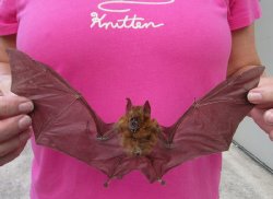 Intermediate Roundleaf bat Preserved Bat with wings spread 9 inch up to 10 inch long - (1 pc, 4 pc)