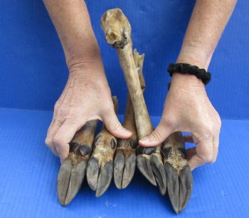 Wholesale Small North American Deer legs, cured in formaldehyde 7 to 10 inches in length - $5.00 each