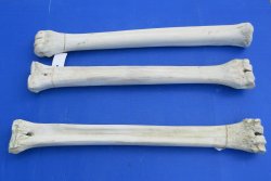 African giraffe leg bone 23 inch up to 25 inch - $135 each; 3 pcs @ $122 each