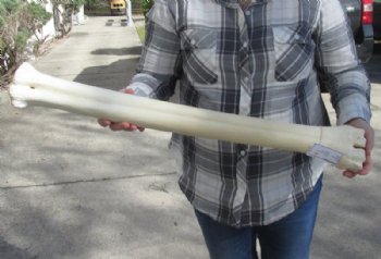 Wholesale African giraffe leg bone 23 inches up to 25 inches - $115 each; 3 pcs @ $105 each 