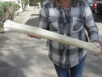 Wholesale African giraffe leg bone 23 inches up to 25 inches - $115 each; 3 pcs @ $105 each 
