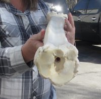 Wholesale African giraffe leg bone 23 inches up to 25 inches - $115 each; 3 pcs @ $105 each 