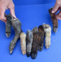 5 to 9 inches Wholesale Wild Boar Legs, Wild Boar Feet - $6.00 each