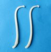 Wholesale penis raccoon bones, raccoon baculum, 3-1/2 inches to 4-1/2 inches long - Packed 5 @ $5.00 each; Packed: 20 pcs @ $4.50 each