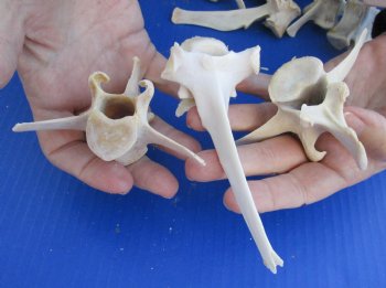 25 Wholesale Extra Large Wild Boar Vertebrae bones - 3-1/2 to 6 inches - $1.25 each