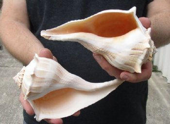 Whelk Shells, Knobbed Whelks, Lightning Whelks,  Hand Picked 