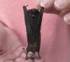 Wholesale Mummified hanging Medium bent-winged bat (miniopterus medius) measuring 3 inches up to 3-3/4 inches - You will receive one similar to the one pictured for $16